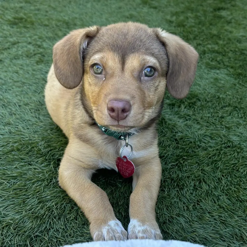 Adorable rescue puppy at SDOG ECO shelter