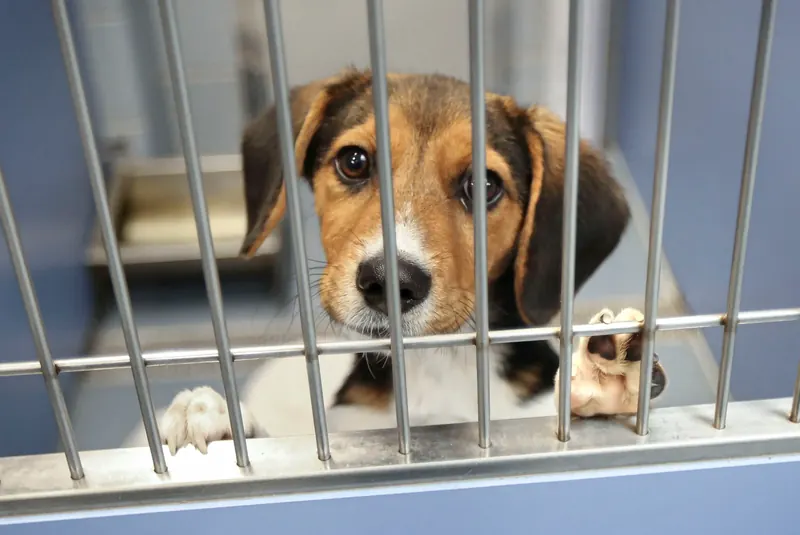 Beagle puppy waiting in shelter kennel