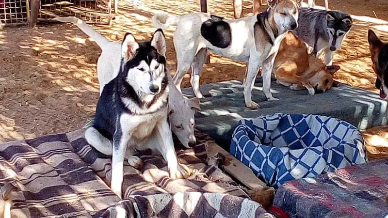 Shelter dogs resting together on blankets