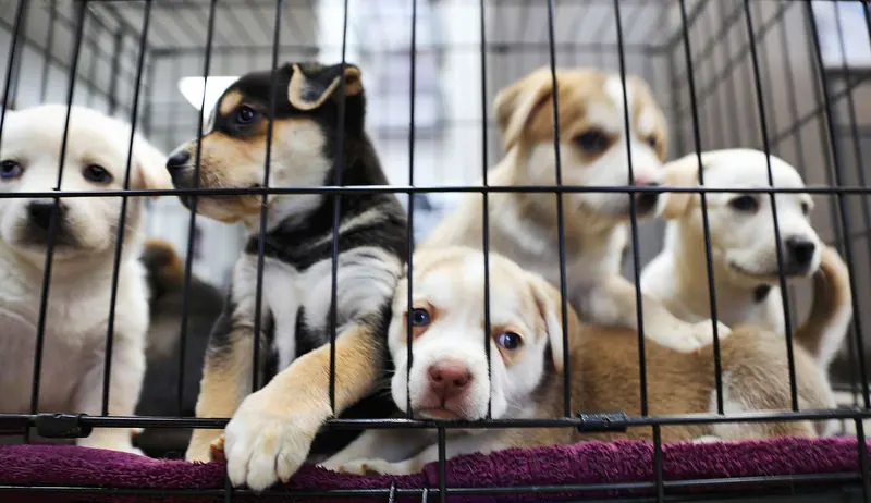 Puppies awaiting adoption at the shelter