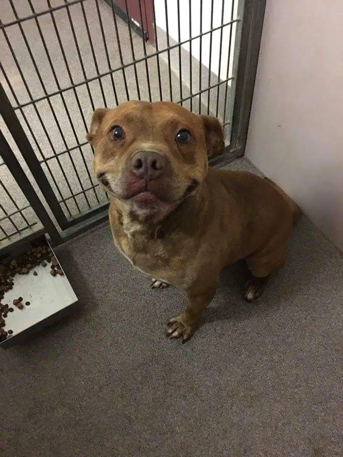 Rescue dog hoping for a forever home