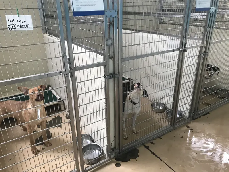 Dogs being cared for at our shelter facility