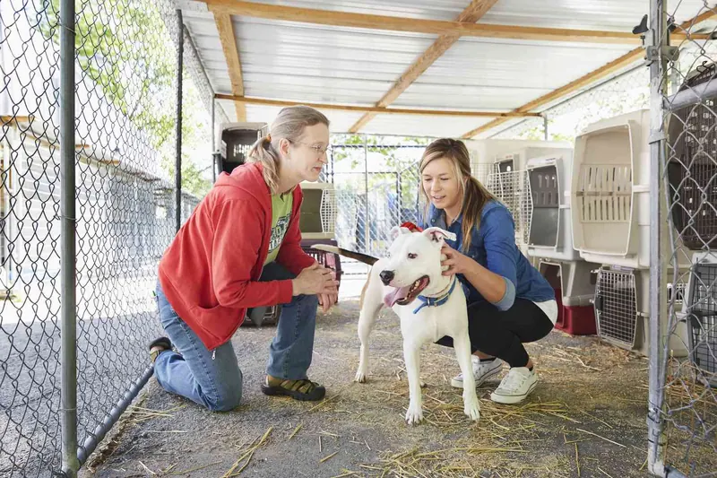 Volunteers caring for a rescued dog at SDOG ECO shelter